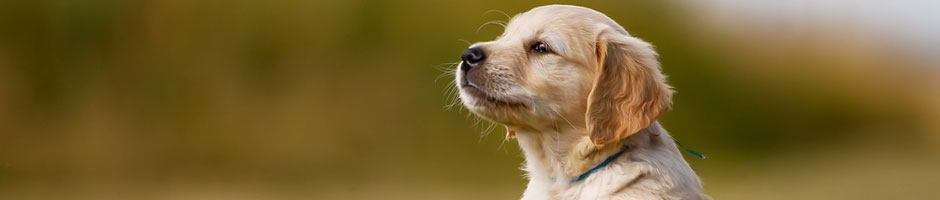 m&eacute;daille pour animaux avec code qr